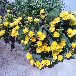 Meet your Posher, Carol